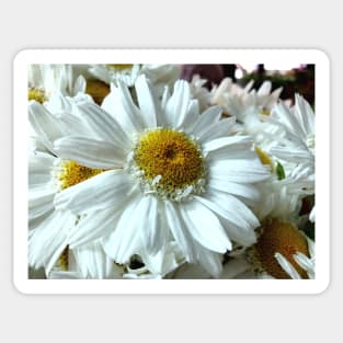 Beautiful white gerbera daisy in focus Sticker